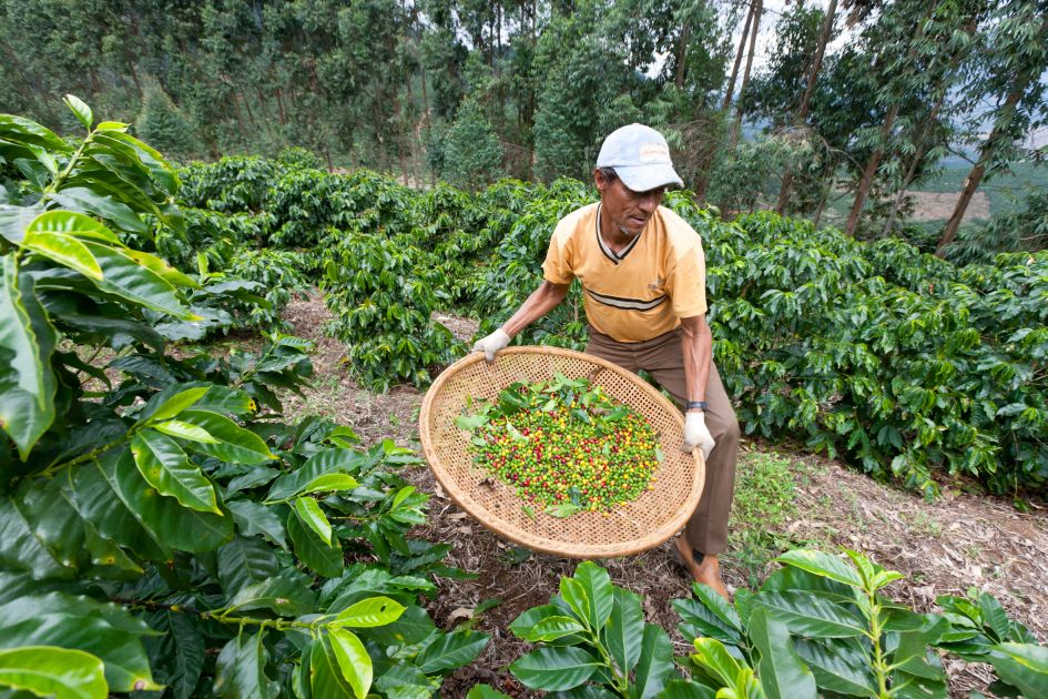 Kaffeepflücker auf der Fazendas Dutra. Er steht zwischen Kaffeepflanzen und hält einen Korb mit kaffeekirschen vor sich.