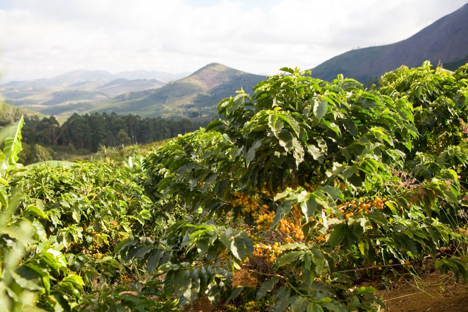 Gelbkirschige tragende Kaffeepflanze auf der Fazendas Dutra im Vordergrund. Im Hintergrund sind Bergkuppen zu erkennen. 