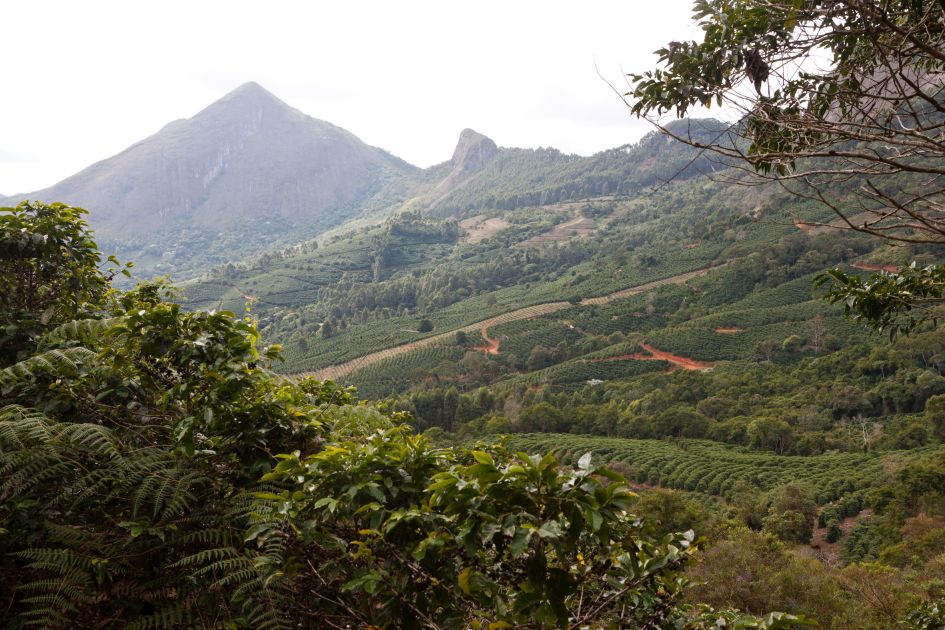 Landschaftsaufnahme der Fazendas Dutra. Blick durch Büsche auf Kaffeefelder und eine Bergkuppe.