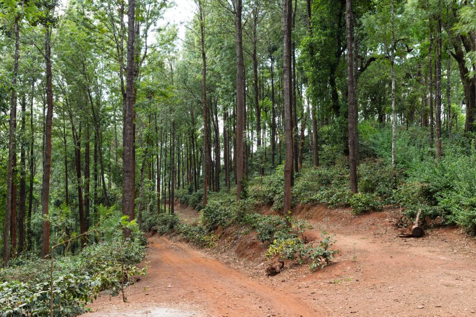 Weg durch die Plantage Badra Estates gesäumt von Schattenbäumen.