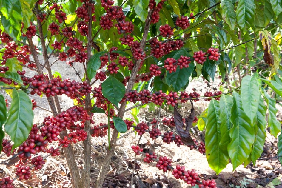 Kaffeepflanze auf der Fazendas Dutra. Reich tragend mit vielen roten Kaffeekirschen.