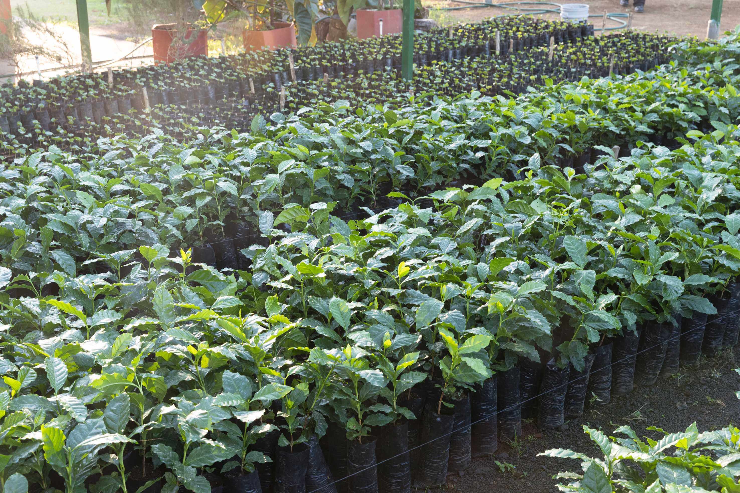 Junge Kaffeepflanzen in einer Nursery in Chinameca.
