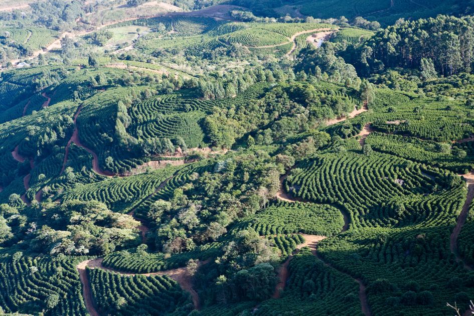 Landschaftsaufnahme von Kaffeefeldern auf der Fazendas Dutra. Grüne Felder werden von verschlungenen Wegen durchzogen.