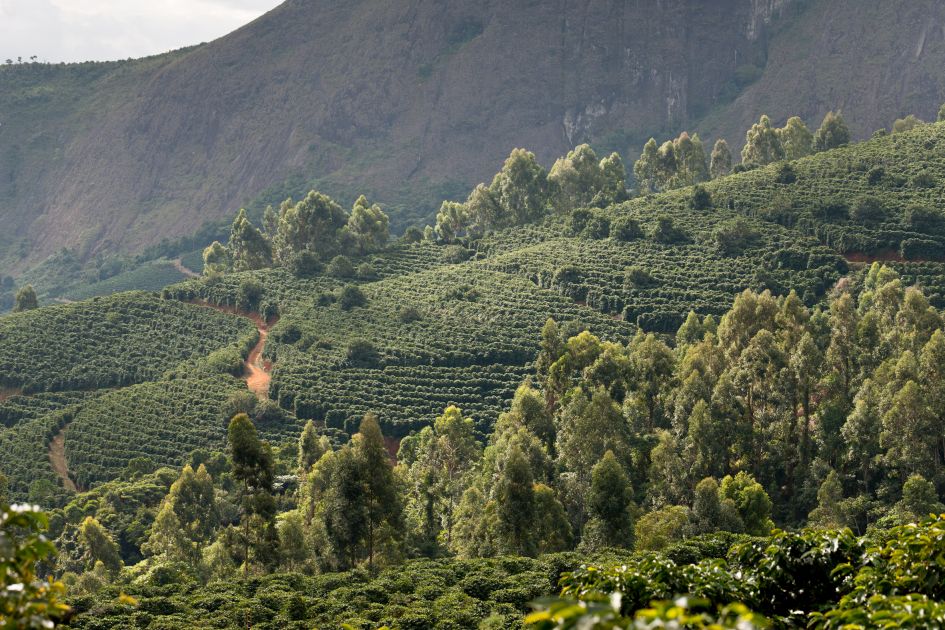 Landschaftsaufnahme von Kaffeefeldern auf der Fazendas Dutra.