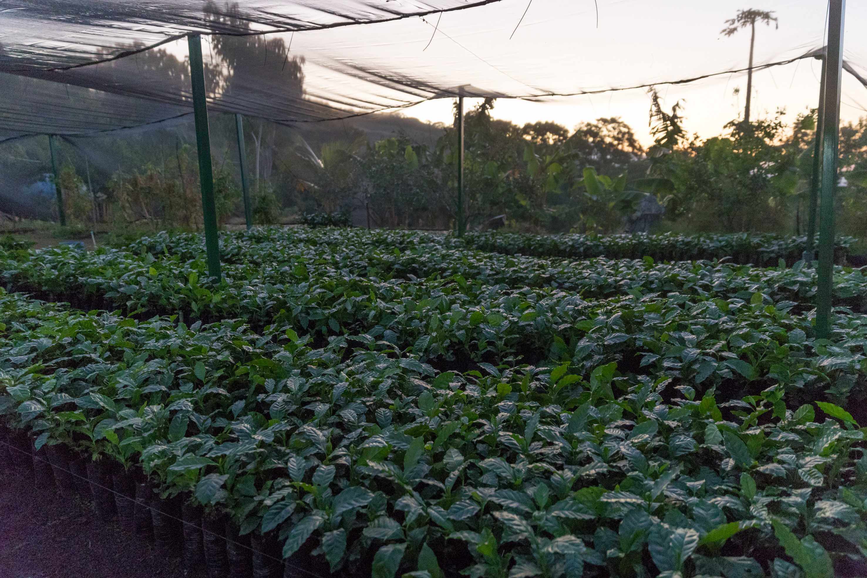 Junge Kaffeepflanzen unter Netzen, die Schatten spenden. Nursery für Kaffeepflanzen in Chinameca.