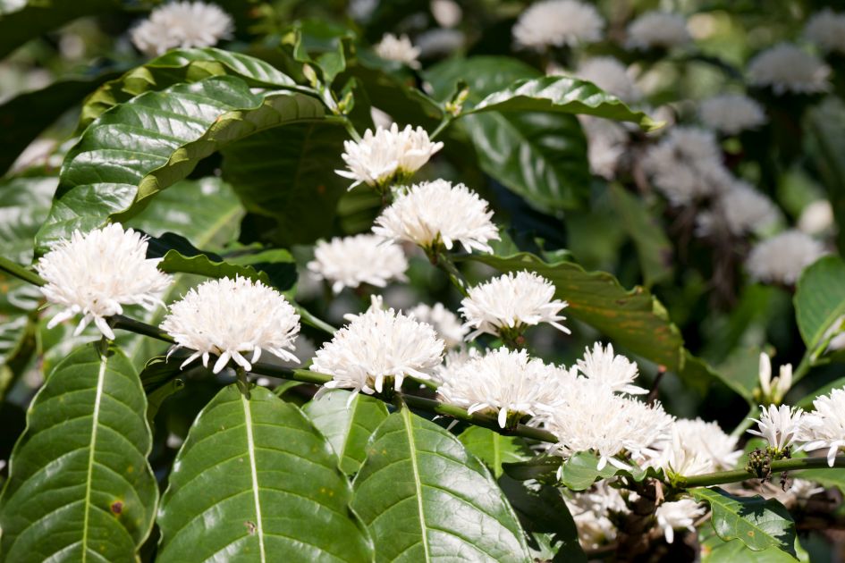 Blühende Canephora Kaffeepflanzen auf der Palthope Farm in Indien.